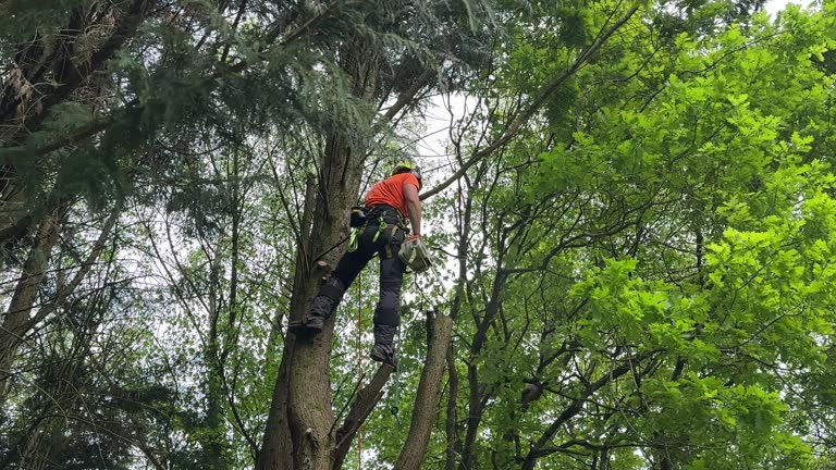 How Our Tree Care Process Works  in Ellettsville, IN